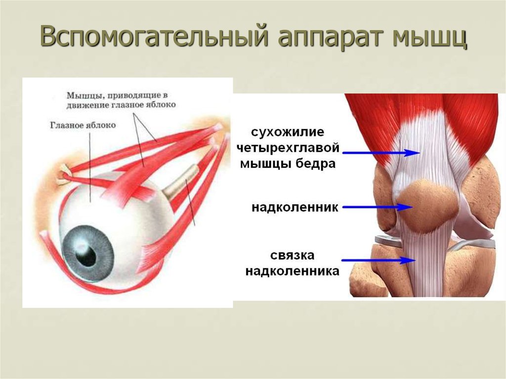 Вспомогательные мышцы. Вспомогательный аппарат скелетных мышц. Вспомогательный аппарат мышц блоки мышц. Образования относящиеся к вспомогательному аппарату мышц. Строение мышц вспомогательный аппарат мышц.