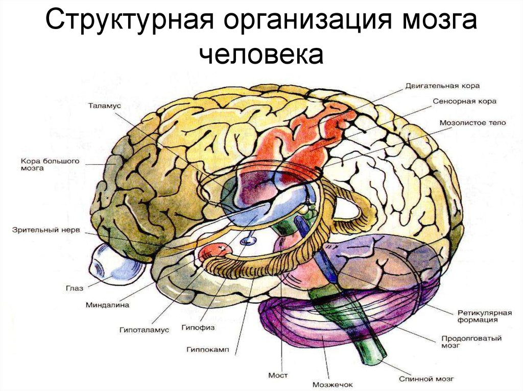 Почему зрение важнейшее формирование головного мозга. Структурно-функциональное строение мозга. Структурная организация головного мозга. Структурно функциональная организация мозга.