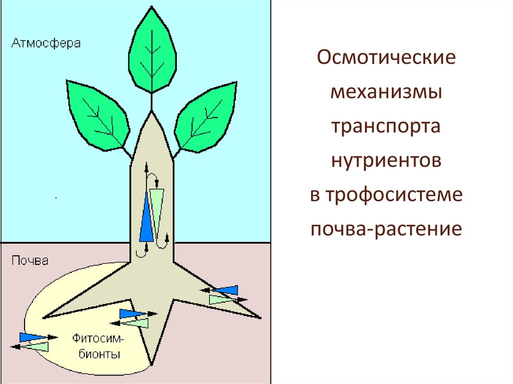 Осмотические механизмы транспорта нутриентов в трофосистеме почва-растение