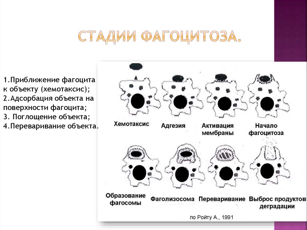 Стадии фагоцитоза рисунок