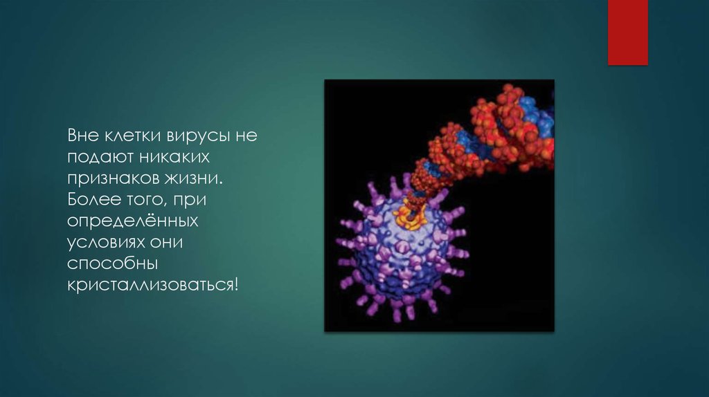Вирусы способны размножаться только в живых клетках