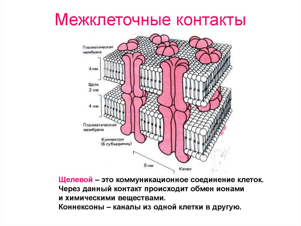 Между структурами клетки. Строение плотных и проводящих межклеточных контактов. Межклеточные контакты типы клеточных контактов. Строение межклеточных соединений. Межклеточные соединения (контакты).