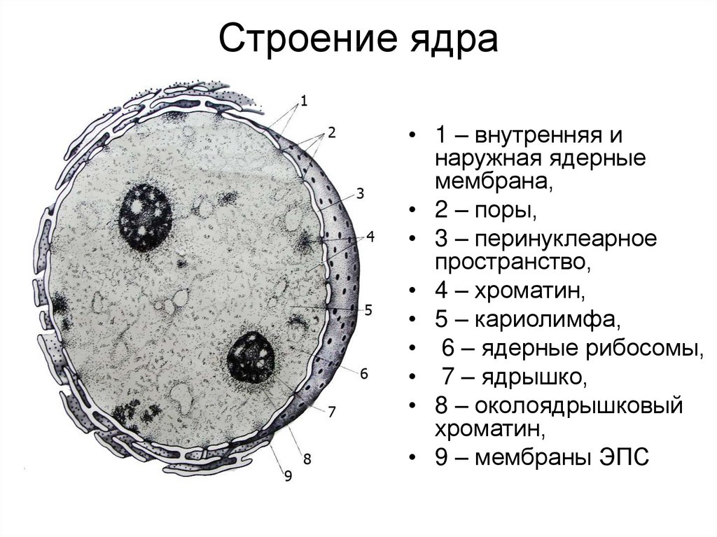 В ядрах клеток многоклеточного. Схема ультрамикроскопического строения ядра. Строение ядра цитология. Строение клеточного ядра. Структура ядра клетки.