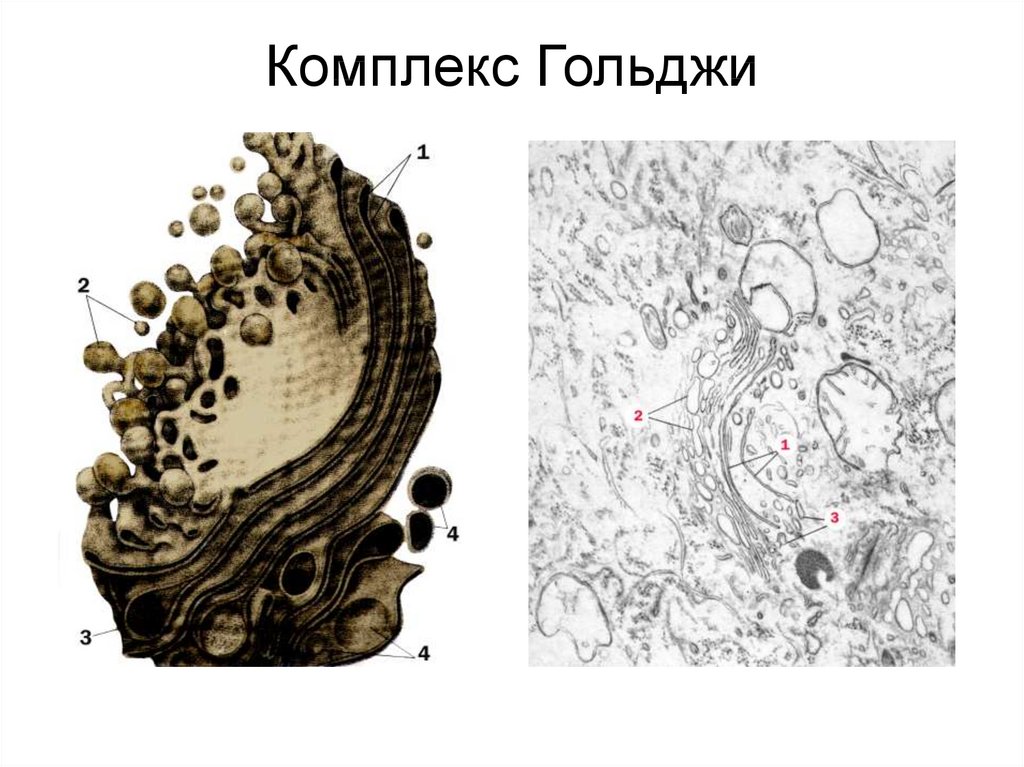 Комплекс гольджи. Комплекс Гольджи строение рисунок. Комплекс Гольджи в зооспоре водоросли Tribonema vulgaris. Комплекс Гольджи рисунок с подписями. Атрофия аппарата Гольджи.