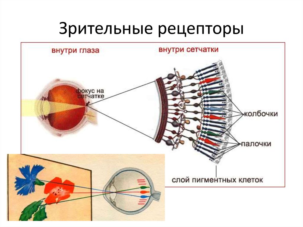 Зрительные рецепторы это. Рецепторы зрительной системы. Строение глаза колбочки и палочки. Зрительный анализатор строение палочки. Зрительный анализатор рецепторы сетчатки глаза.