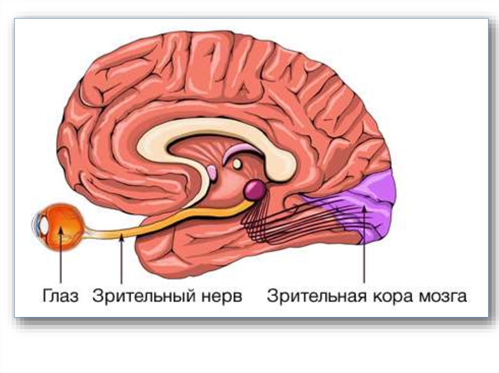 Зрительный нерв в головной мозг. Зрительный нерв головного мозга. Зрительный нерв и мозг. Зрительные нервы. Головной мозг и глаза.