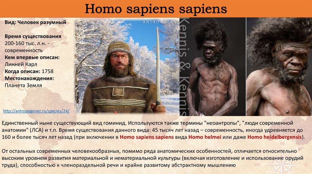 Homo перевод. Хомо сапиенс. Человек homo sapiens. Виды хомо сапиенс. Homo sapiens время существования.