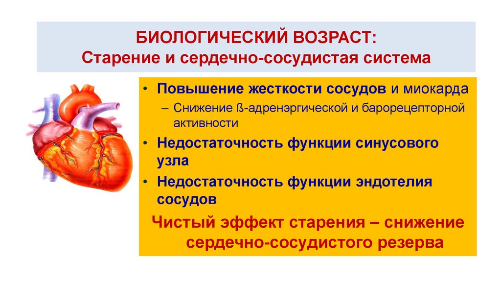 Сердечно сосудистый возраст. Возрастные изменения Кровеносно-сосудистой системы. Старение сердечно-сосудистой системы. Изменения в сердечно-сосудистой системе у пожилых. Возрастные изменения сердца.