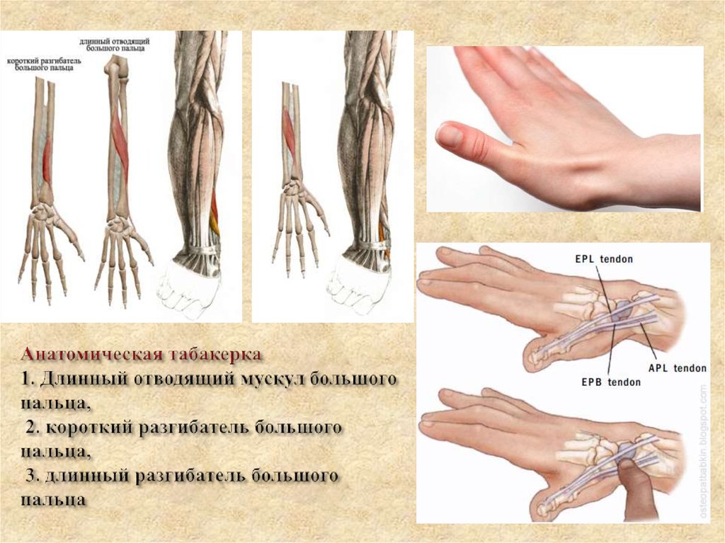 Анатомическая табакерка 1. Длинный отводящий мускул большого пальца, 2. короткий разгибатель большого пальца, 3. длинный