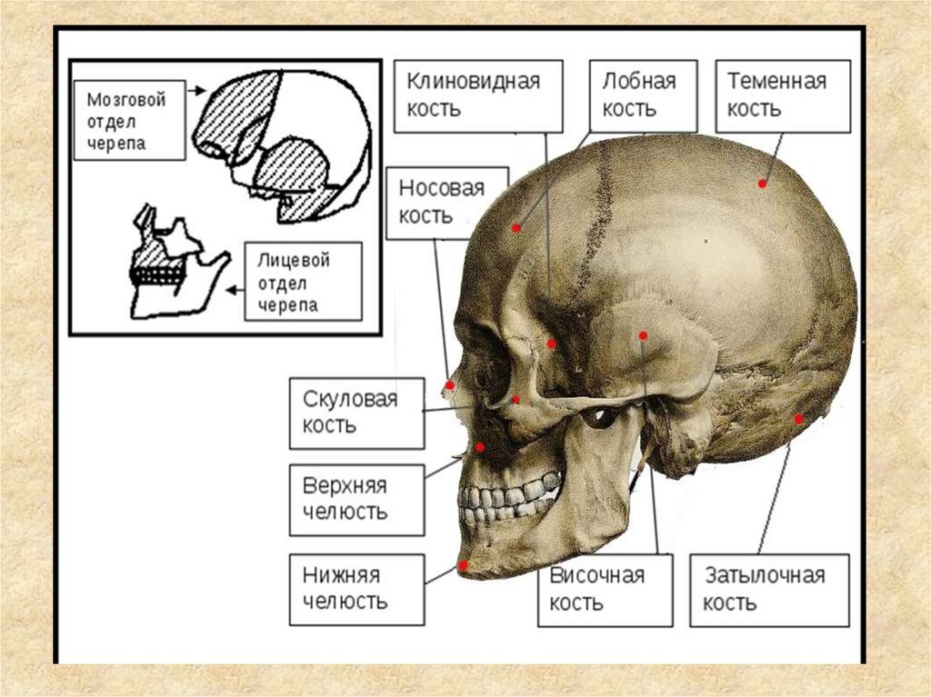 Теменная кость отдел. Затылочная кость кость в черепе. Височная кость и клиновидная кость. Височная кость черепа анатомия человека. Кости черепа клиновидная кость.