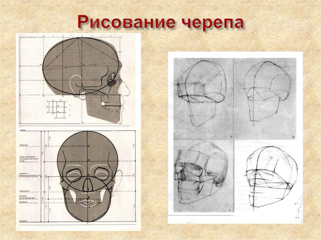 Череп пропорции академический рисунок