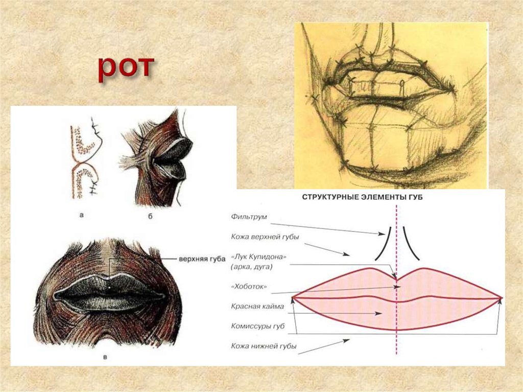 Верхний край губы. Строение губ. Пластическая анатомия губ. Строение губ человека анатомия.
