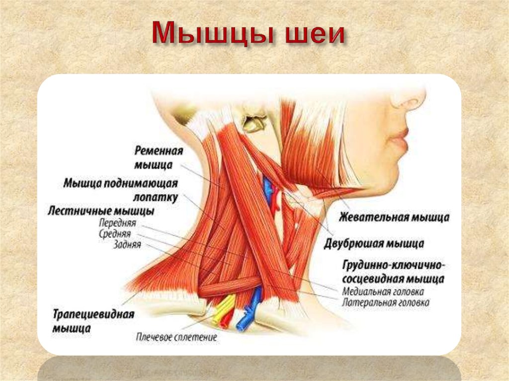 Лестничные мышцы анатомия. Анатомия щитовидной железы мышцы шеи. Лестничные мышцы шеи анатомия. Трапециевидная мышца шеи анатомия. Грудинно-Ключичная сосцевидная.