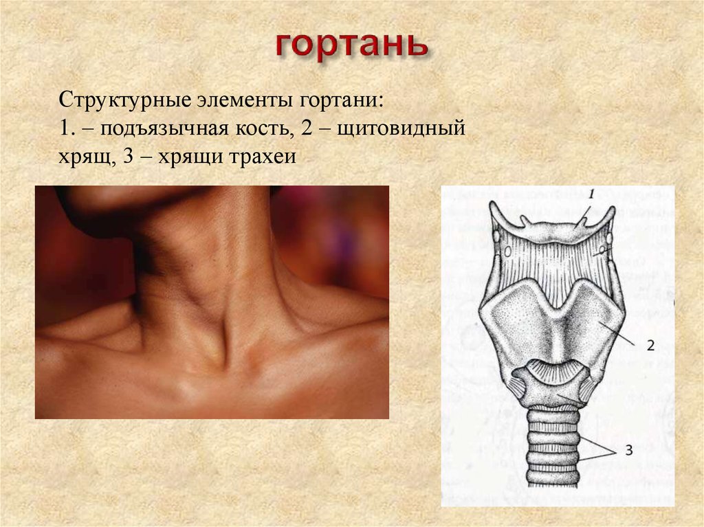 Передний верхний край. Перстневидный хрящ анатомия гортани. Кадык строение гортани. Строение перстневидного хряща. Строение щитовидной железы перстневидный хрящ.