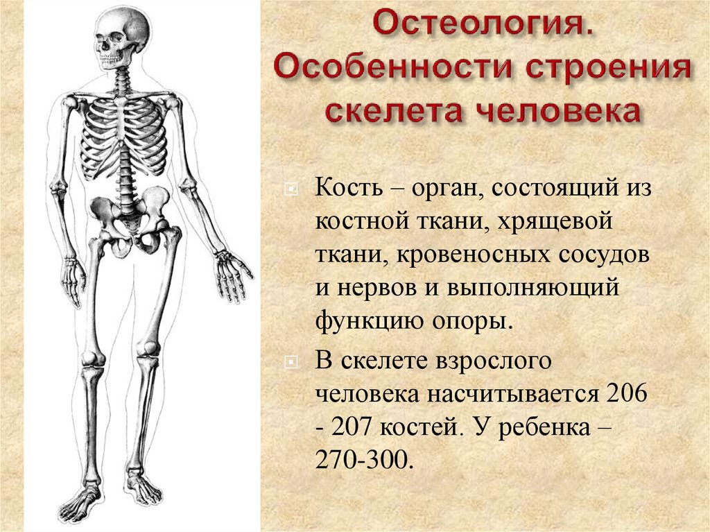 Особенности соединений скелета. Скелет человека опорно двигательная система. Особенности строения скелета человека. Строения скилет а человека. Структура кости скелета человека.