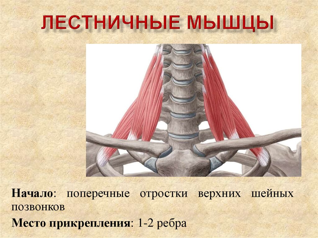 Лестничные мышцы анатомия. Передняя лестничная мышца шеи анатомия. Лестничные мышцы шеи анатомия. Лестничные мышцы шеи анатомия крепления. Лестничные мышцы шеи функции.