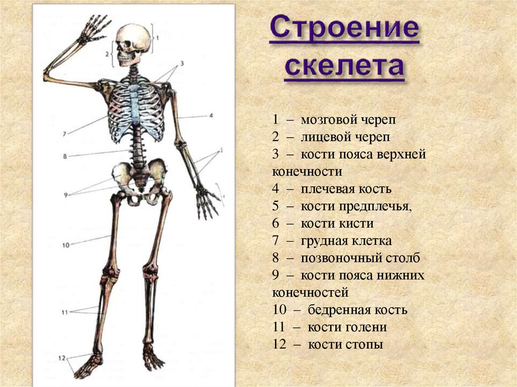 Скелет включает в себя следующие отделы. Основные части скелета. Отделы скелета строение кости. Скелет череп туловище верхняя конечность нижняя. 1. Общее строение скелета человека. Отделы скелета..