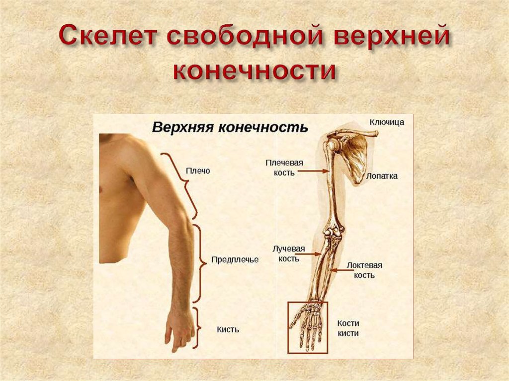 Найдите и назовите отделы свободной конечности. Строение скелета верхней конечности человека анатомия. Строение пояса верхней конечности анатомия предплечье. Кость скелета свободной верхней конечности. Кости верхних конечностей анатомия предплечье.