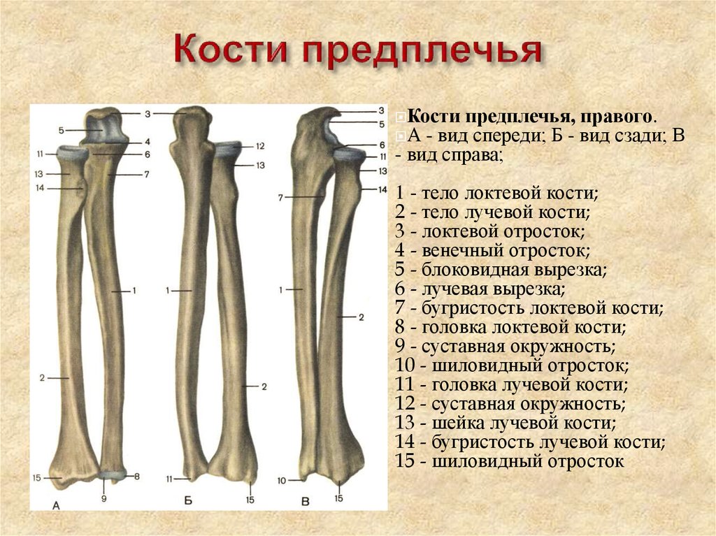 Поставить на 4 кости. Кости предплечья анатомия строение. Лучевая кость предплечья строение. Кости правого предплечья вид спереди. Локтевая и лучевая кости вид спереди.