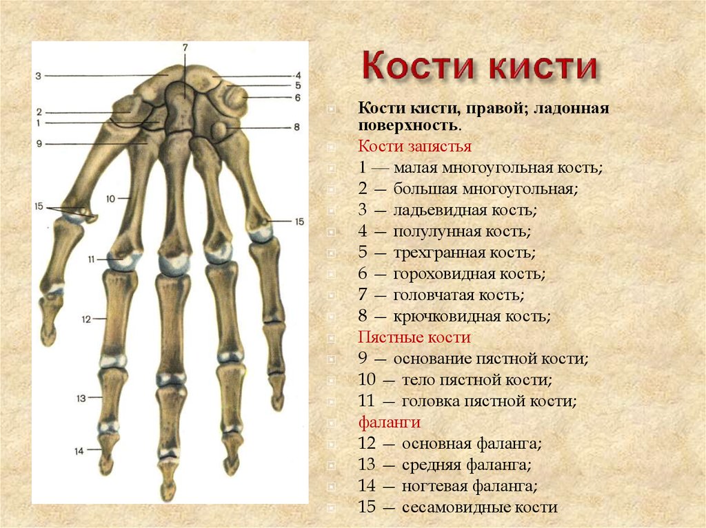 Образована тремя сросшимися костями. Строение костей кисти. Кисть руки анатомия кости. Кости запястья анатомия строение. Кости кисти Лодочная поверхность.