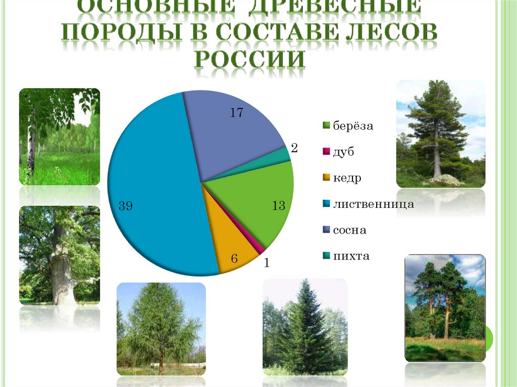 Смены древесных пород презентация