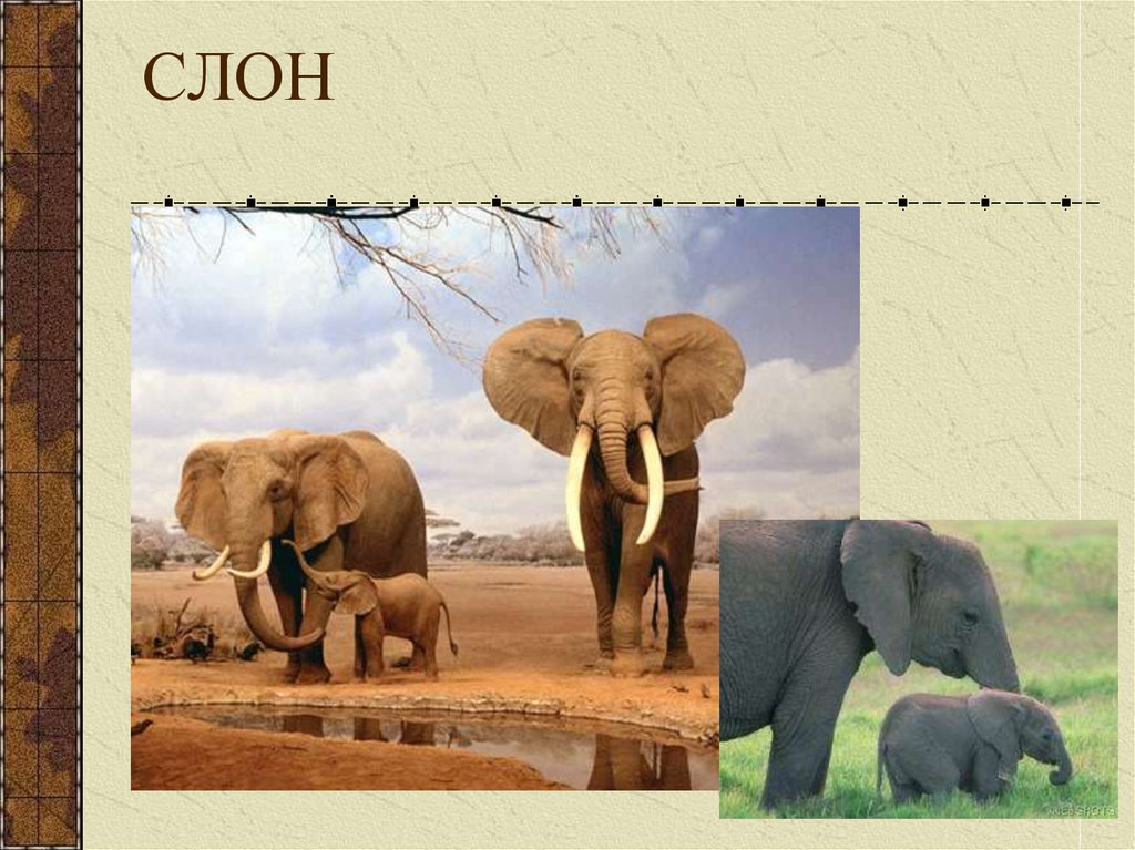 Африканские и индийские слоны 1 класс. Африканский и индийский слон. Индийский слон 1 класс. Презентация о индийском слоне.