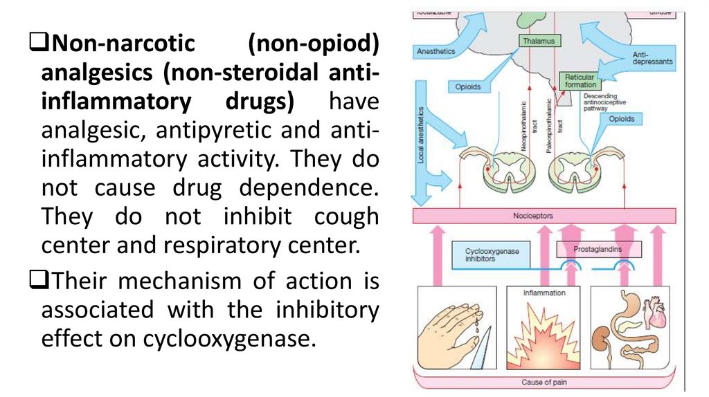 Non Narcotic Analgesics Nna Non Steroidal Anti Inflammatory Drugs Nsaid Prezentaciya Onlajn