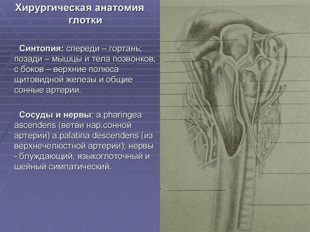 Нерв глотки. Синтопия щитовидной железы топографическая анатомия. Хирургическая анатомия щитовидной железы синтопия. Скелетотопия глотки анатомия. Хирургическая анатомия глотки.
