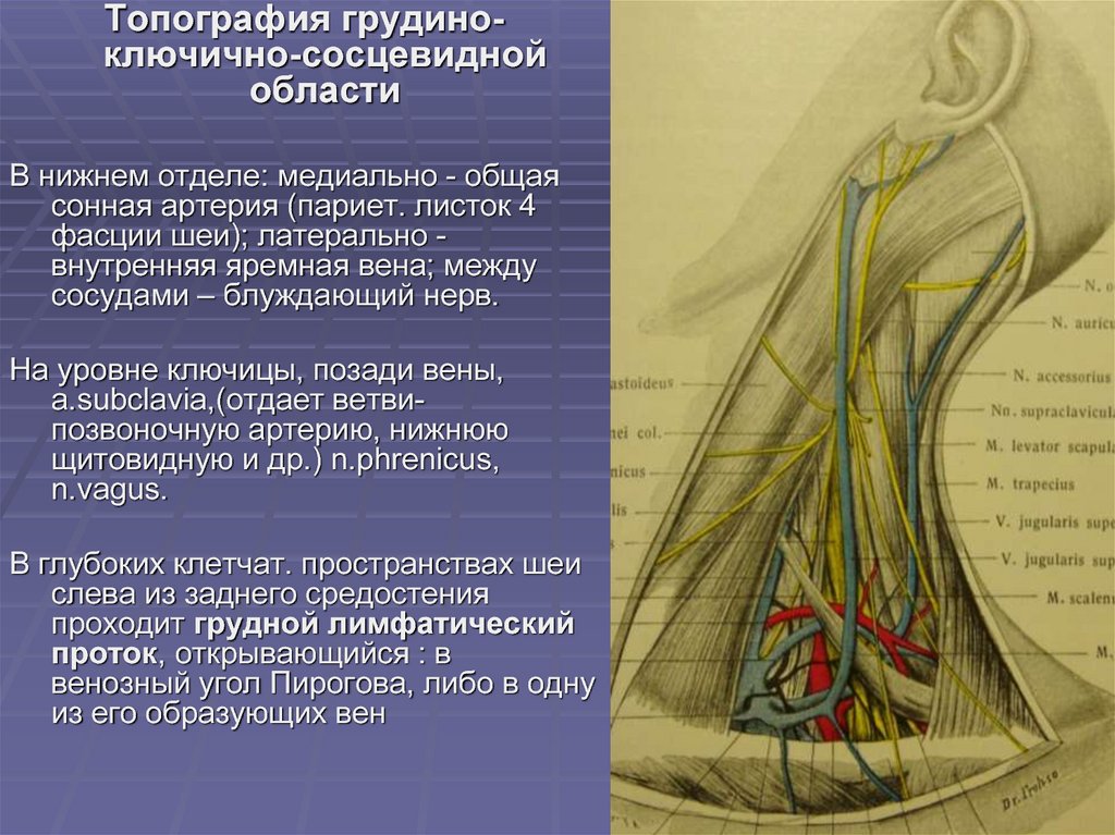 Воспаление внутренней оболочки вены латынь. Внутренняя яремная Вена и блуждающий нерв. Грудино-ключично-сосцевидная область шеи топографическая анатомия. Сонная артерия яремная Вена блуждающий нерв. Мышцы шеи топографическая анатомия.