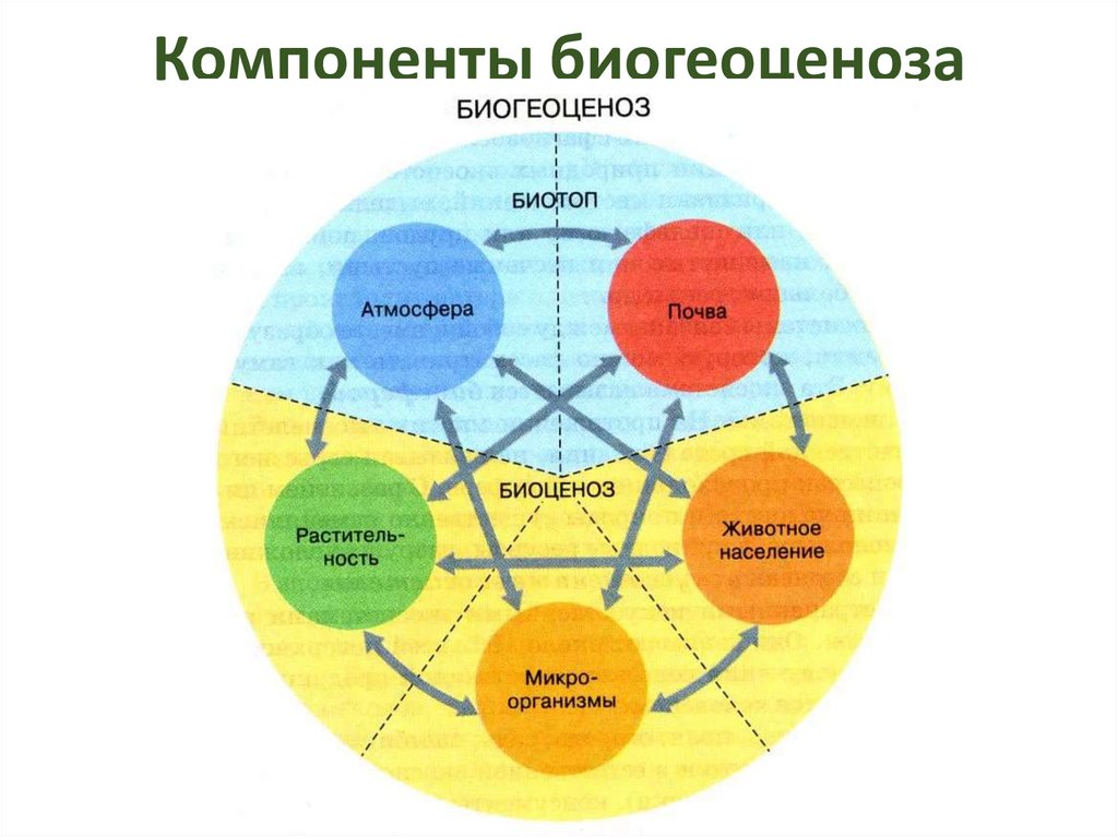 Взаимодействие данных природных компонентов между собой. Биогеоценоз биотоп биоценоз. Структура экосистемы биотоп. Экосистема, биотоп, сообщество, биоценоз, биогеоценоз. Биотоп = биоцеоноз + био.