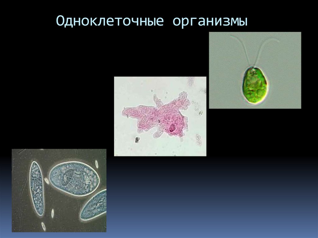 Специальные организмы. Одноклеточные организмы. Одноклеточные ядерные организмы. Презентация одноклеточные организмы. Одноклеточные организмы 5 класс.