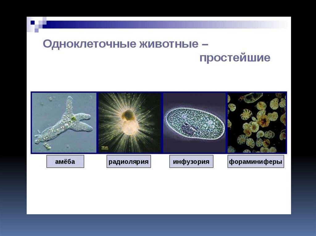 Презентация на тему одноклеточные и одноклеточные организмы 5 класс