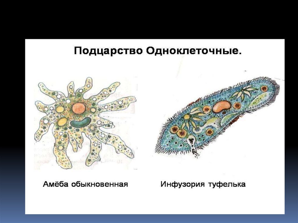 Различия в строении одноклеточных. Одноклеточные организмы. Одноклеточные железы. Эволюция одноклеточных организмов. Одноклеточные организмы названия.