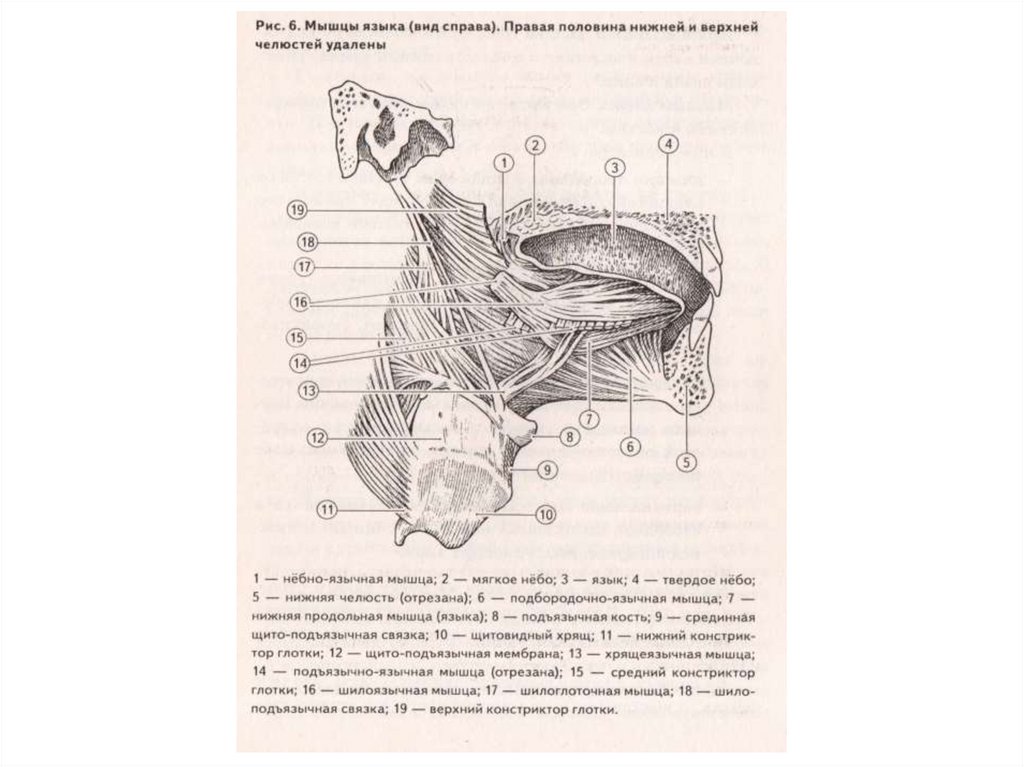 Мышцы языка. Мышцы языка вид справа. Верхняя продольная мышца языка. Небно язычная мышца языка.