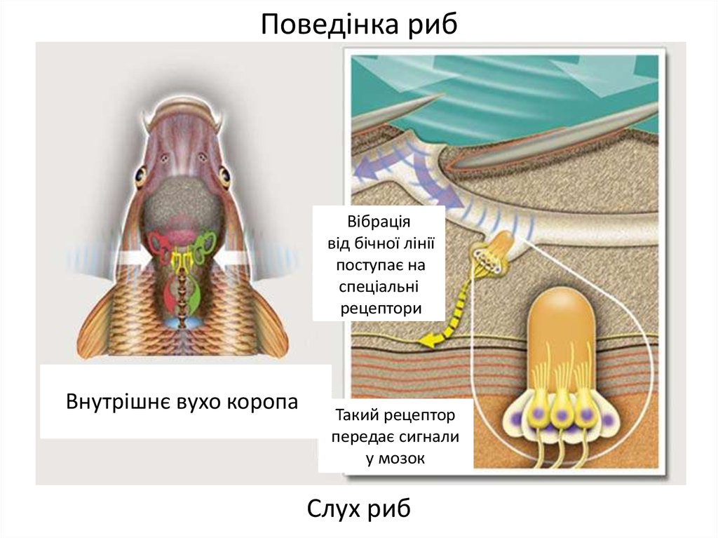 Орган слуха рыб внутреннее ухо. Органы слуха слуховой аппарат у рыб. Строение уха рыб. Строение органа слуха у рыб. Внутреннее ухо рыб.