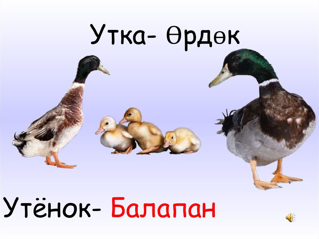 Утёнок- Балапан