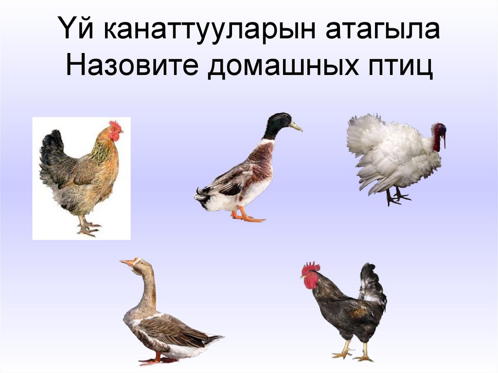 Υй канаттууларын атагыла Назовите домашных птиц