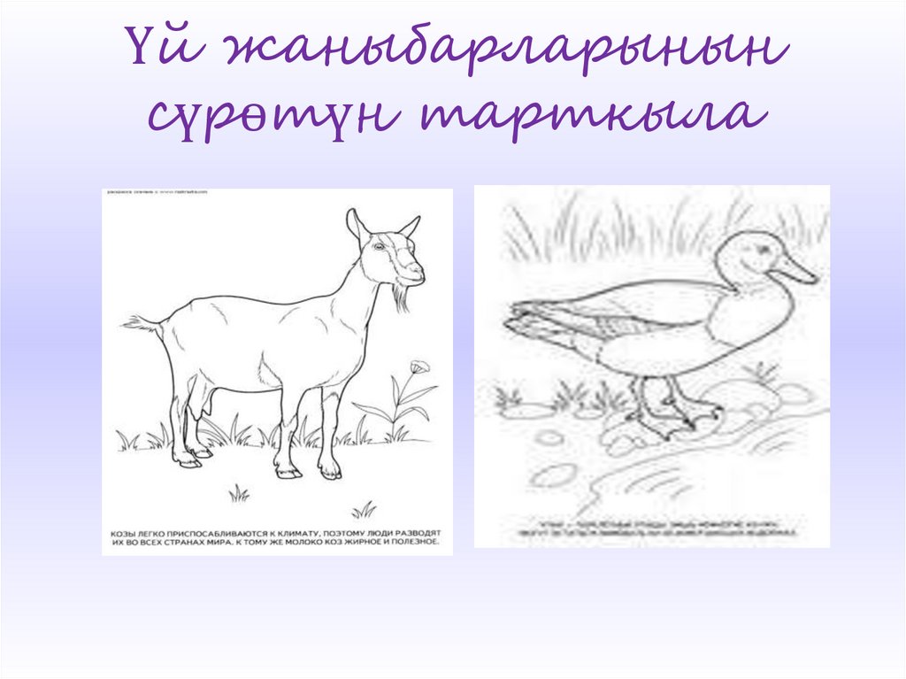 Үй жаныбарларынын сүрөтүн тарткыла