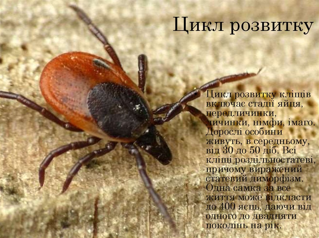 Цикл розвитку