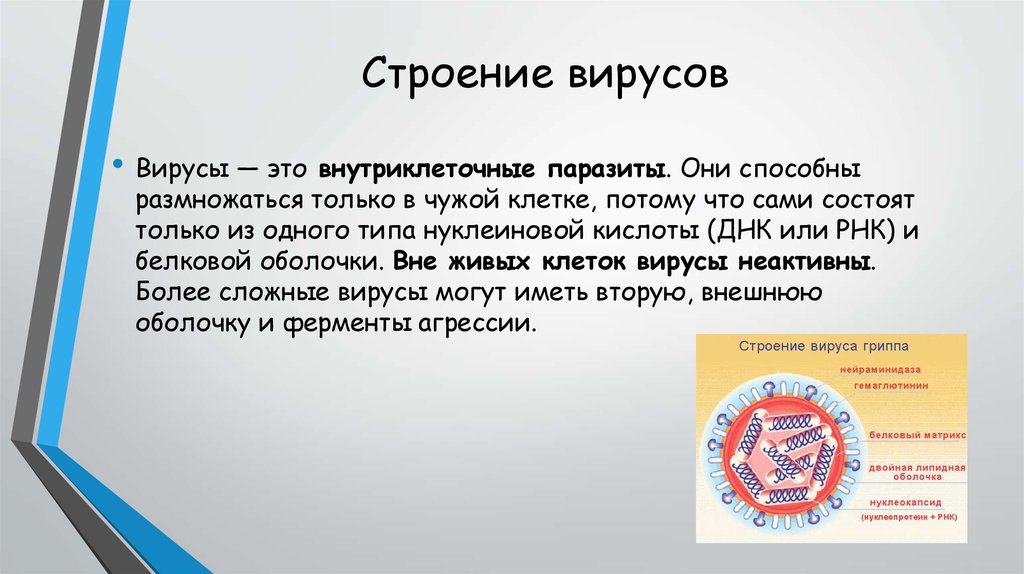 Чем отличается вирус. Чем вирусы отличаются друг от друга. Отличие вируса от бактерии. Дикий и фиксированный вирусы и их отличия. Фиксированный вирус отличается от уличного.