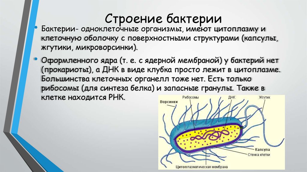 Пару бактерий. Бактерии, их строение 5 класс биология. Особенности строения клеток бактерий 5 класс. Строение клетки бактерии 5 класс. Формы бактериальной клетки жгутики.