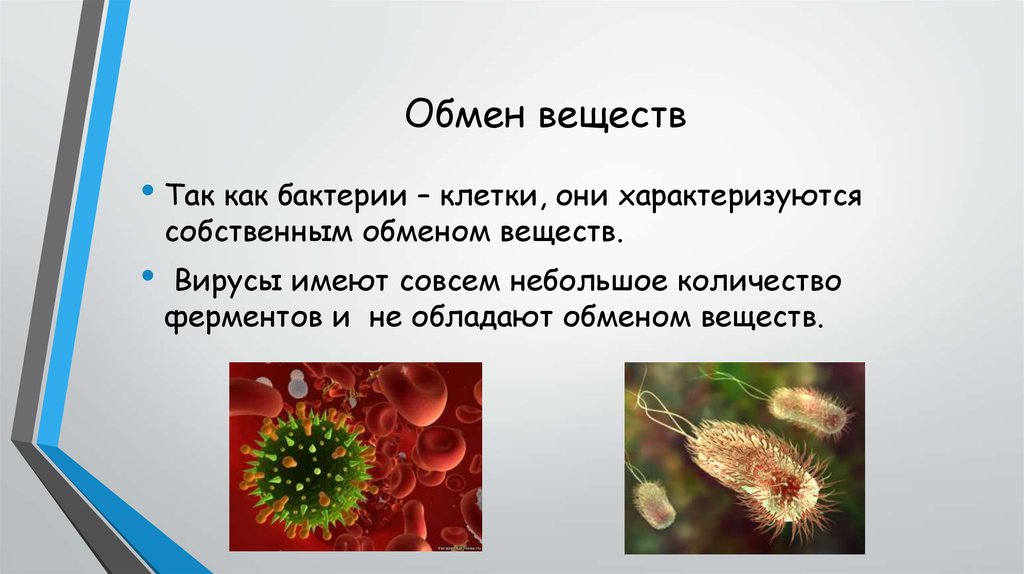 Вирусы отличает. Обмен веществ у бактерий. Вирусы отличаются от бактерий. Вирусы обмен веществ. Отличие вируса от бактерии.