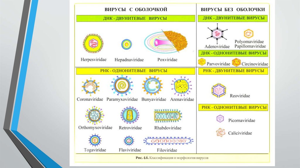 Различие вирусов. Отличие вирусов от бактерий таблица. Отличие вирусов от микроорганизмов. Различия вируса от бактерии. Различия между вирусами и бактериями.