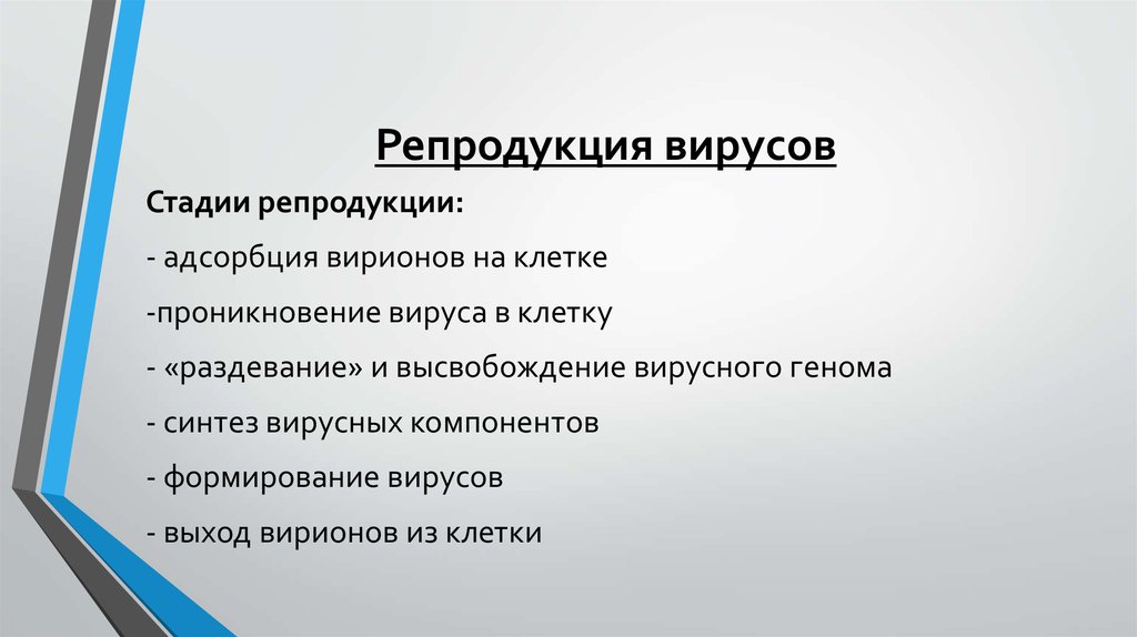 Репродукция вирусов. Этапы репродукции вирусов микробиология. Стадии репродукции вирусов микробиология. Перечислить стадии репродукции вирусов. Этапы репродукции вируса в клетке.