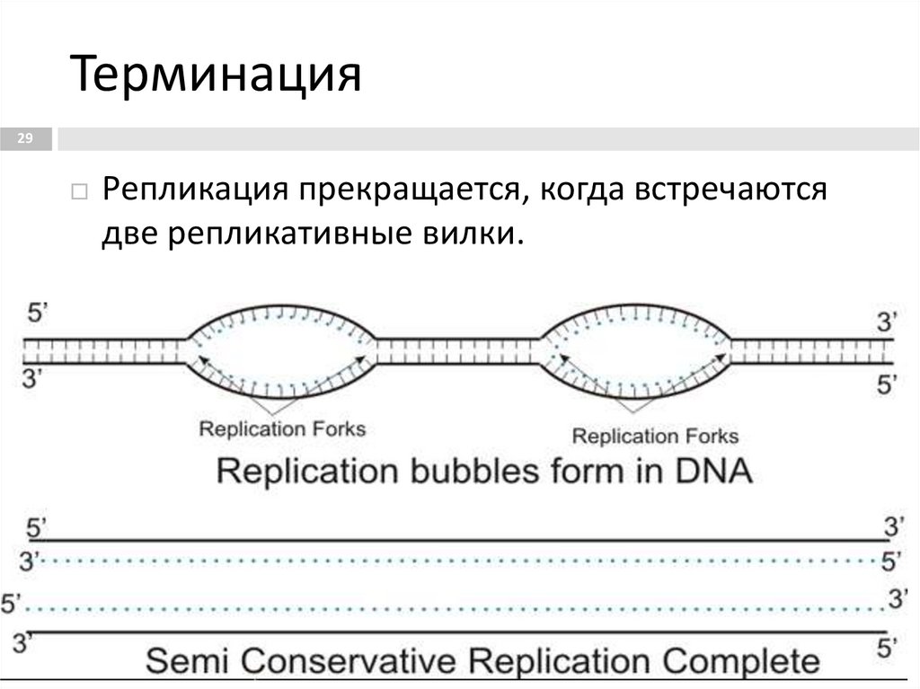 3 этапа репликации. Терминация репликации ДНК схема. Терминация репликации у эукариот. Этапы репликации терминация. Терминация репликации прокариот.
