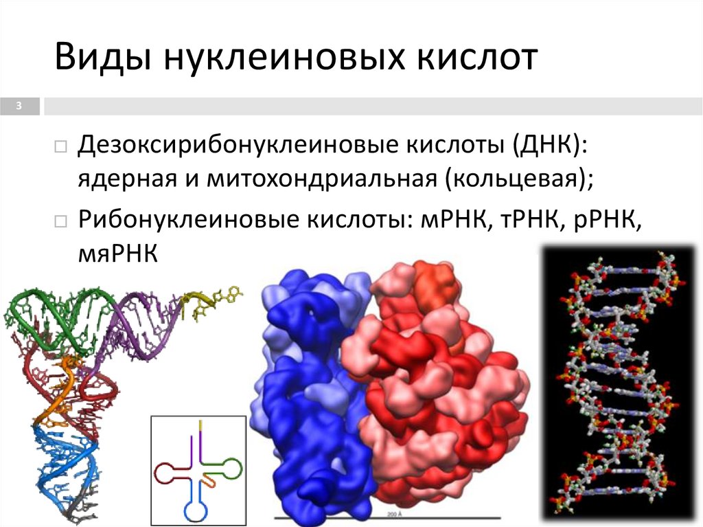 Нуклеиновые кислоты биосинтез белка. Разновидности нуклеиновых кислот. Белки и нуклеиновые кислоты. Четвертичная структура нуклеиновых кислот. Применение нуклеиновых кислот.
