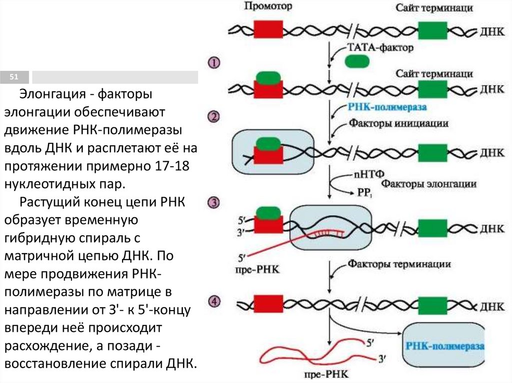 Создание транскрипции. Синтез РНК этапы транскрипции. Транскрипция и Синтез РНК схема. Транскрипция РНК схема этапы. Этапы транскрипции схема.