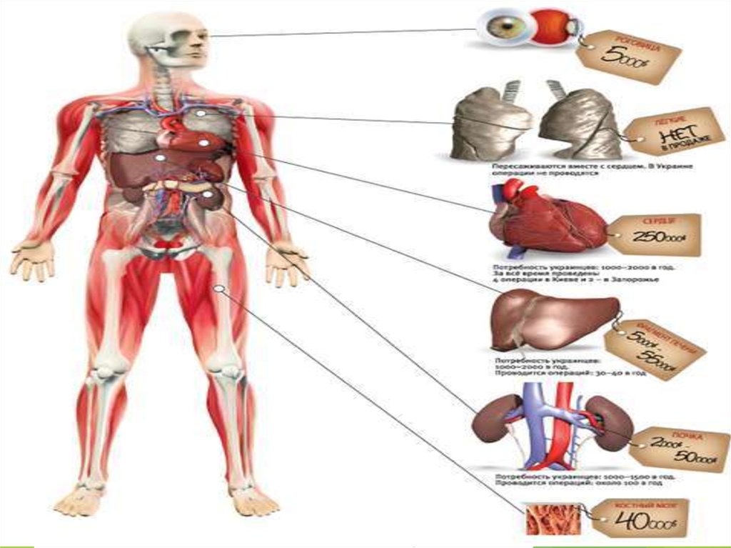 Продажа органов человека. Сколько стоят органы человека. Органы человека на черном рынке. Цена органов человека.