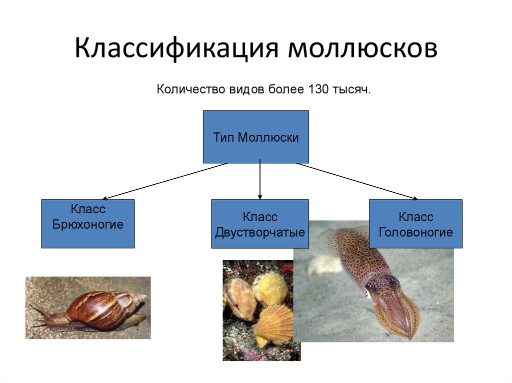 Животные относящиеся к типу моллюски примеры. Систематика моллюсков 7 класс. Моллюски Таксон. Систематика моллюсков 7 класс биология. Тип моллюски классификация.