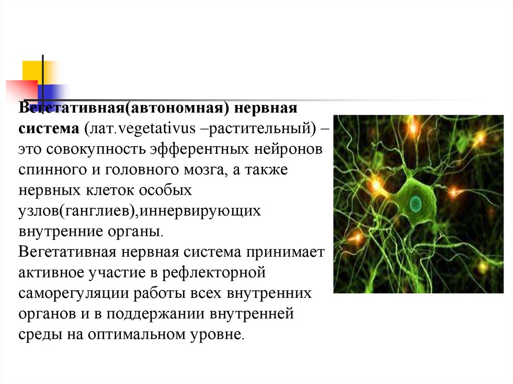 Вегетативные нейроны. Эфферентные Нейроны вегетативной нервной системы. Вегетативные Нейроны локализованы. Совокупность нейронов. Нейроны вегетативных ганглиев.